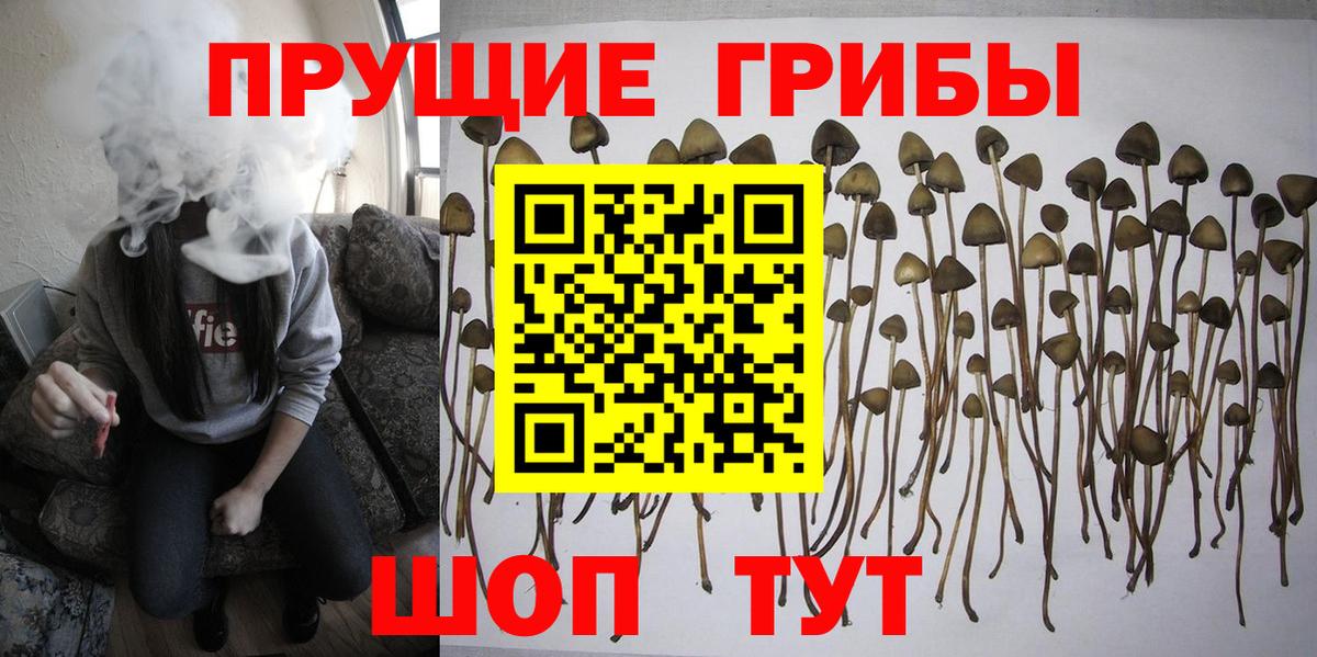 Галлюциногенные грибы мицелий  Вход с VPN  Апатиты  где купить   Галлюциногенные грибы GOLDEN TEACHER 
